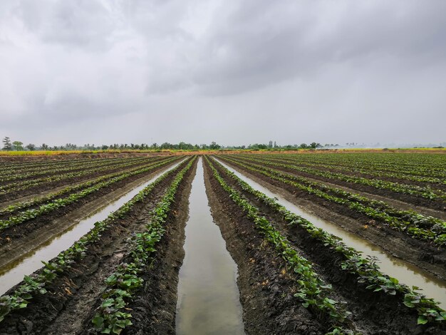 Naturaleza del cultivo de ñame de plantación de batatas