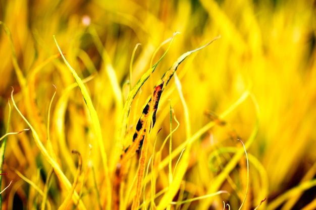 La naturaleza desenfoque el verdor de la hoja de bokeh greenery