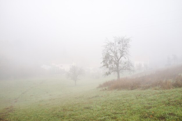 En la naturaleza después de la niebla