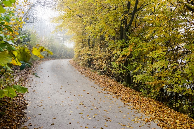 En la naturaleza después de la niebla