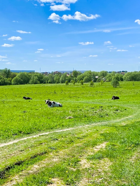 Naturaleza en día de verano