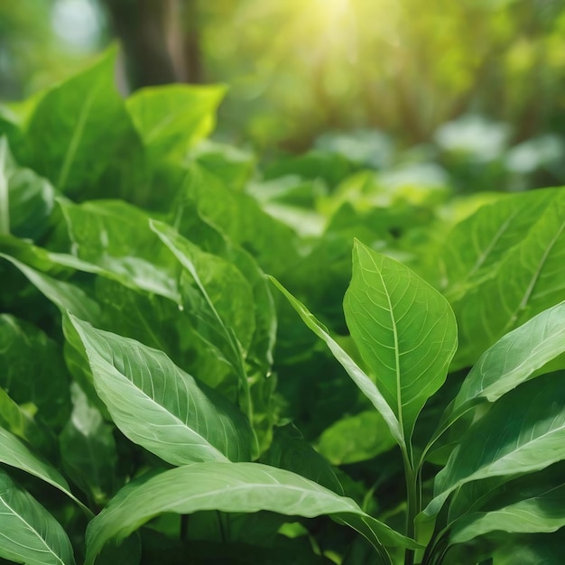 La naturaleza es verde en el jardínconcepto de hojas orgánicas hojas verdes y ecología limpia en la luz del sol de verano