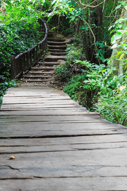 naturaleza escaleras