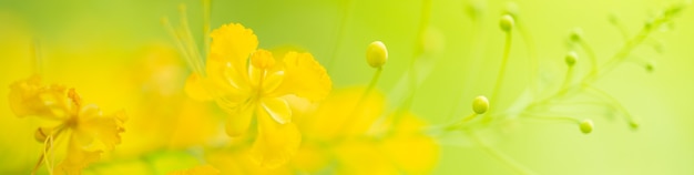 Naturaleza de la flor utilizando como fondo de portada de primavera verano