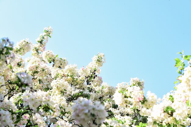 Naturaleza floreciente de primavera. caluroso día de verano. belleza de temporada. flor de manzano. albaricoque rosa floreciente. tratamiento de spa. aroma de perfume femenino. sakura japonesa. Fondo floral de flor de cerezo blanco.