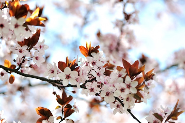 En la naturaleza, flores blancas, primavera