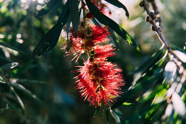 Naturaleza: flores rojas salvajes