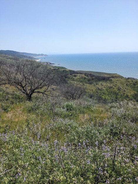 Naturaleza y flores silvestres en la costa nacional de Point Reyes California