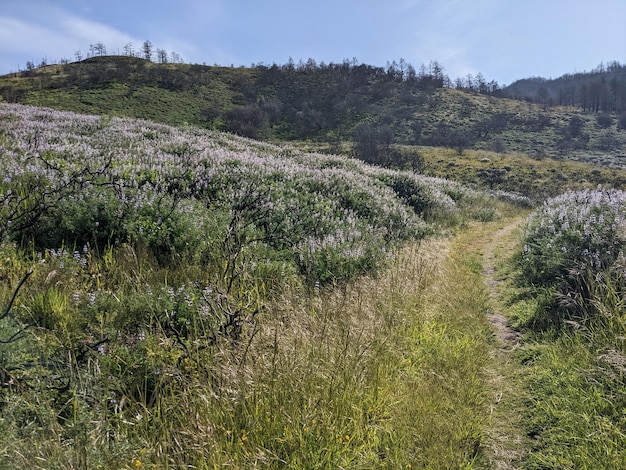 Naturaleza y flores silvestres en la costa nacional de Point Reyes California