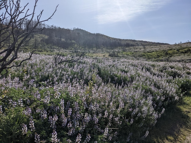 Naturaleza y flores silvestres en la costa nacional de Point Reyes California