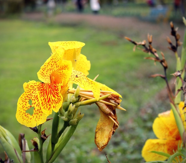 Naturaleza y flores