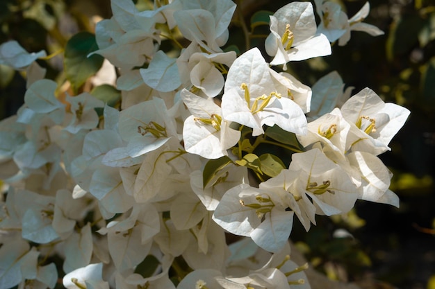 Foto naturaleza fondo blanco bugenvil flor