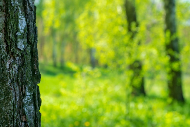 Naturaleza fondo borroso con abedul