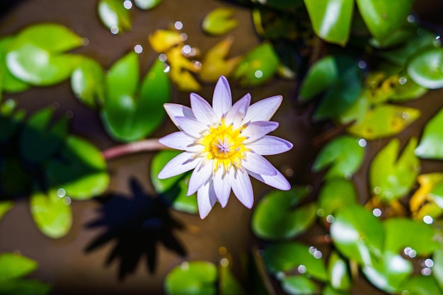 naturaleza fondo flor loto flor nenúfar planta