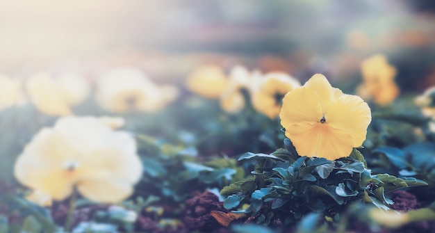 Foto naturaleza de fondo flor pansy. flores amarillas. desenfoque de fondo