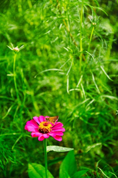 Naturaleza de fondo de flor silvestre rosa