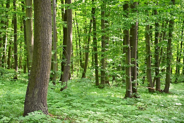 Naturaleza fondo verde Hermoso bosque caducifolio de primavera con árboles y hojas Relajación y descanso para el alma Concepto de ecología y naturaleza