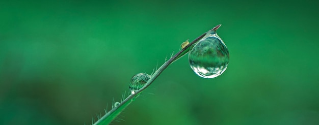 naturaleza fondo verde de rocío sobre la hierba