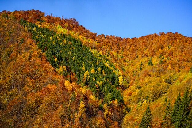 Naturaleza forestal. Hermoso bosque de otoño naranja y rojo, muchos árboles en las colinas. Hermoso paisaje otoñal. Temporada de otoño.