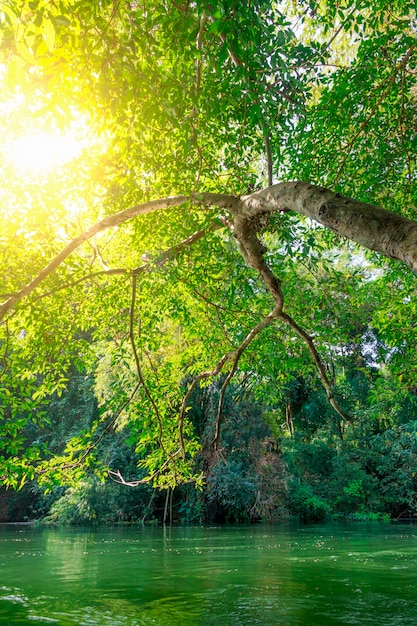 naturaleza fresca del árbol verde