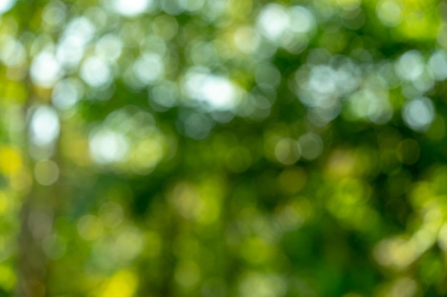 Naturaleza fresca y hermosa árbol verde borroso y fondo bokeh en la jungla