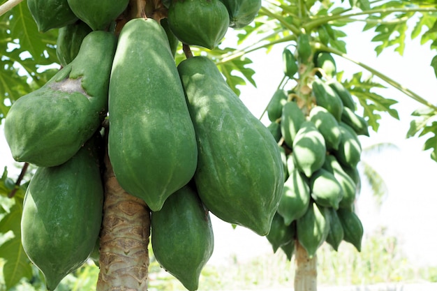 Naturaleza fresca papaya verde en árbol con frutas