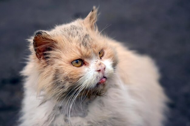 Naturaleza de gatos sucios y enfermos sin hogar y depredadores de mamíferos