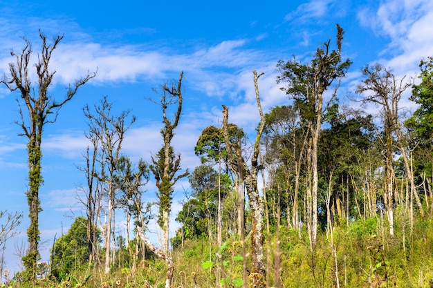 Naturaleza con gran árbol y bluesky