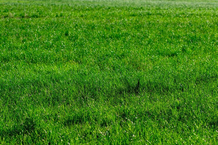 Foto naturaleza hierba verde fondo vista superior cerrar