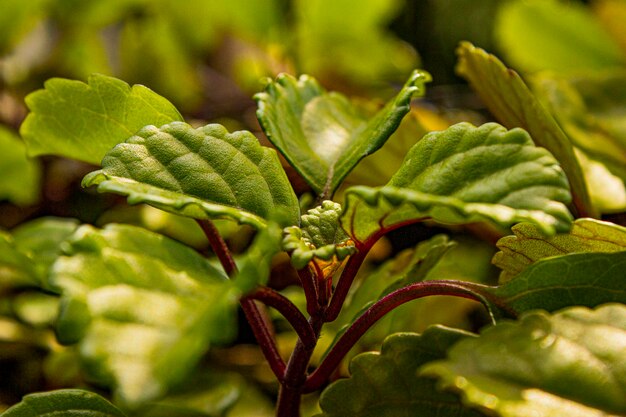 Foto naturaleza hoja verde día mundial de la tierra cerrar textura