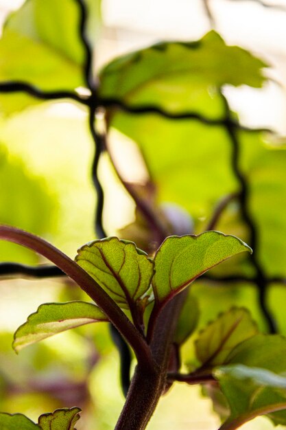 Foto naturaleza hoja verde día mundial de la tierra cerrar texure vertical