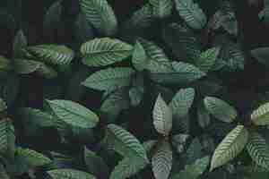 Foto la naturaleza de la hoja verde de fondo el árbol de kratom crece en la planta oscura el árbol de la hoja de kratom mitragyna speciosa korth plantas medicinales