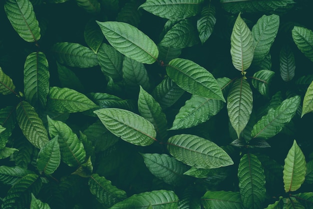 La naturaleza de la hoja verde de fondo el árbol de kratom crece en la planta oscura el árbol de la hoja de kratom Mitragyna speciosa korth plantas medicinales