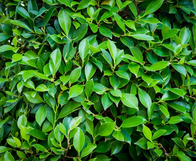 Naturaleza de la hoja verde para el fondo