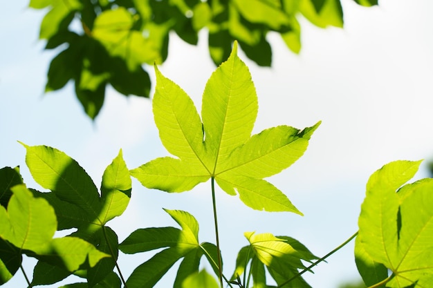 Naturaleza de la hoja verde en el hermoso jardín Hojas verdes naturales plantas portada de fondo medio ambiente ecología o concepto de papel tapiz verde