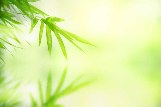 Naturaleza de la hoja verde en el jardín en verano. Plantas de hojas verdes naturales que utilizan como fondo de primavera portada verde medio ambiente ecología papel tapiz