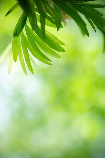 Naturaleza de la hoja verde en el jardín en verano. Plantas de hojas verdes naturales que utilizan como fondo de primavera portada verde medio ambiente ecología papel tapiz