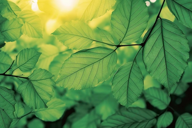 Naturaleza de la hoja verde en el jardín en verano Plantas de hojas verdes naturales que se utilizan como portada de fondo de primavera vegetación medio ambiente ecología papel tapiz generar ai