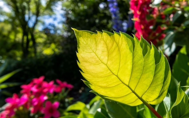 La naturaleza de la hoja verde en el jardín en verano