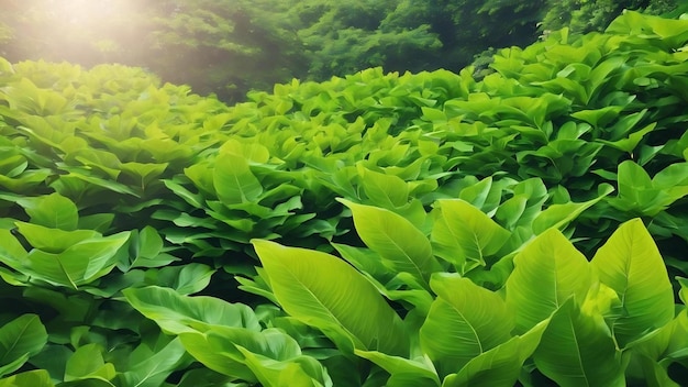 Naturaleza de la hoja verde en el jardín en verano