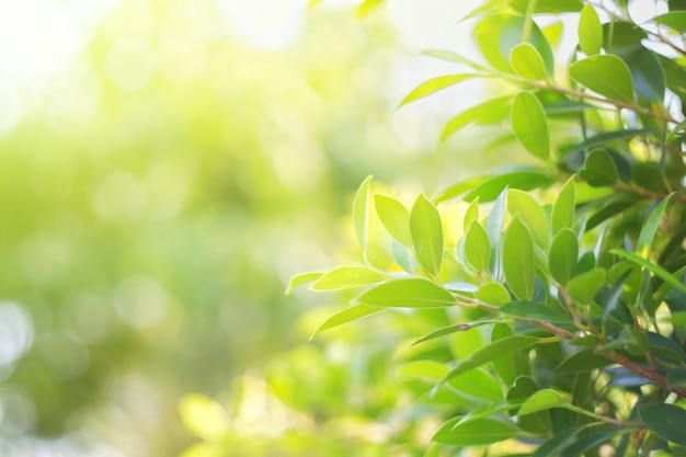 Naturaleza hoja verde en el jardín