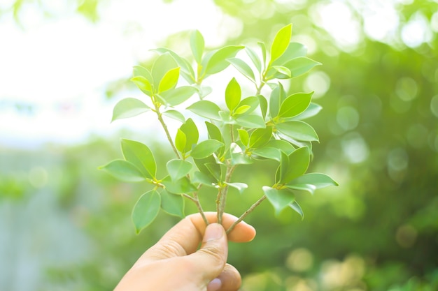 Naturaleza hoja verde en el jardín