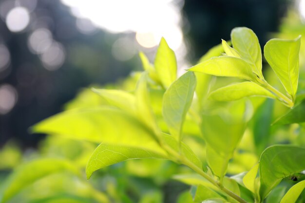 Naturaleza de la hoja verde en el jardín.