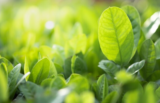 naturaleza hoja verde y la luz del sol con vegetación fondo borroso