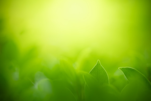 Foto naturaleza de hoja verde usando como fondo o fondo de pantalla