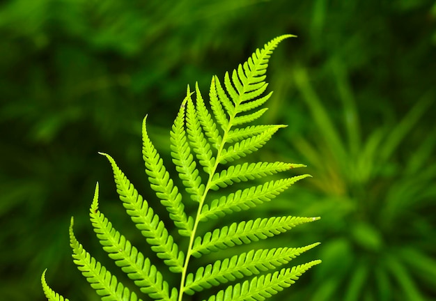 la naturaleza de la hoja verde