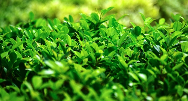 naturaleza de hoja verde