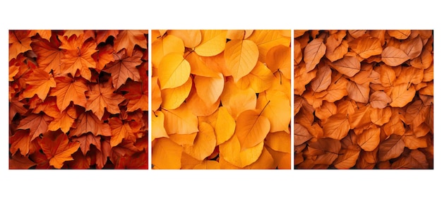 naturaleza hojas de naranja fondo ilustración de la temporada de hojas de las ramas de las ramas otoño otoño naturaleza hojas de naranja fondo