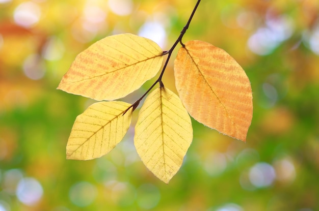 Naturaleza de hojas de otoño