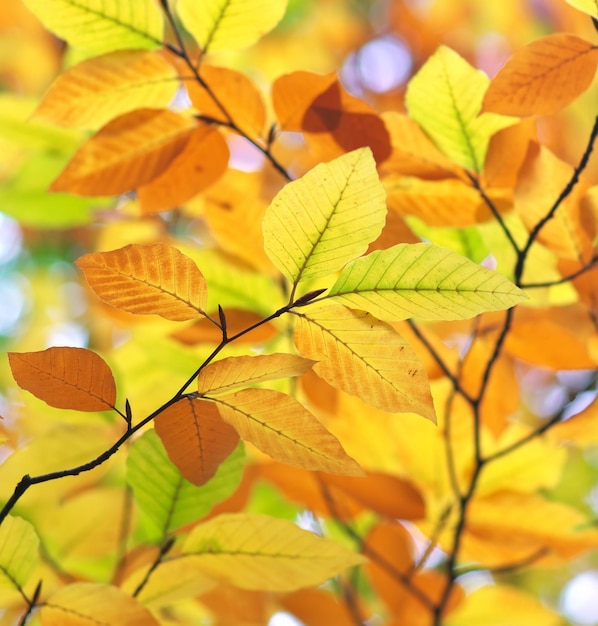 Naturaleza de hojas de otoño